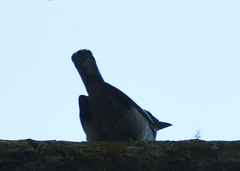 Pachyramphus polychopterus