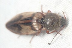 Stropenron hieroglyphica