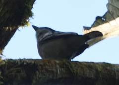 Pachyramphus polychopterus