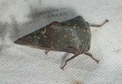 Telamona monticola