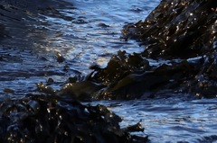 Fucus vesiculosus
