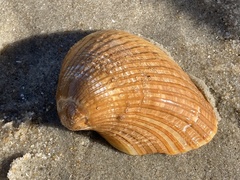 Noetia