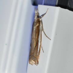 Crambus praefectellus