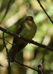 Leptopogon rufipectus