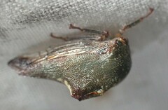 Telamona monticola