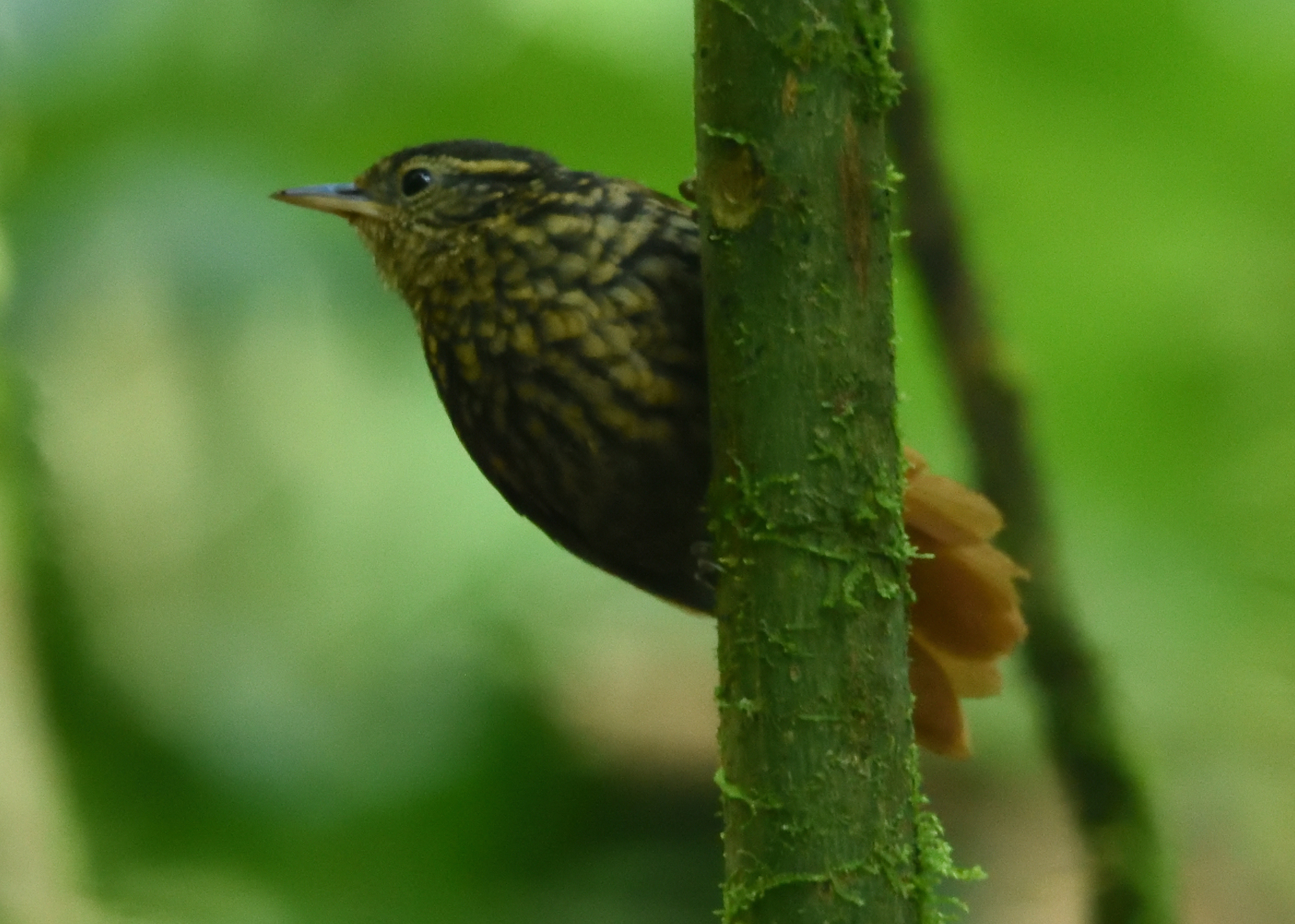 Rusty-winged Barbtail (Premnornis guttuliger), photo 7