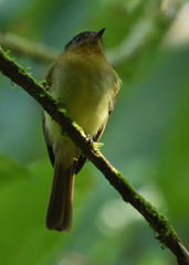 Leptopogon rufipectus