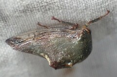 Telamona monticola