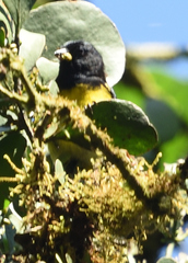 Spinus xanthogastrus