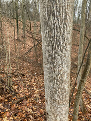 Liriodendron tulipifera