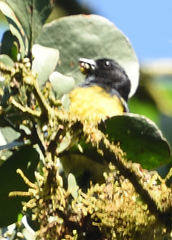 Spinus xanthogastrus