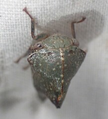 Telamona monticola
