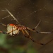 Brown Widow - Photo (c) Jesse Rorabaugh, some rights reserved (CC BY), uploaded by Jesse Rorabaugh