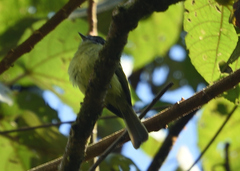 Pogonotriccus ophthalmicus