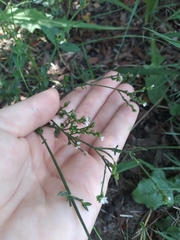 Verbena montevidensis