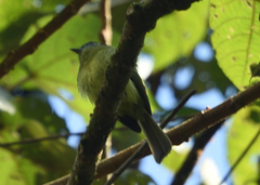 Pogonotriccus ophthalmicus