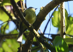 Pogonotriccus ophthalmicus
