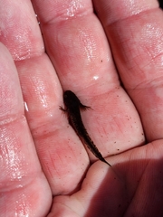 Ambystoma