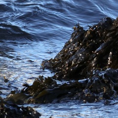 Fucus vesiculosus