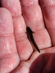 Ambystoma
