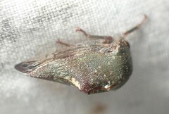 Telamona monticola