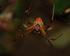 Latrodectus geometricus