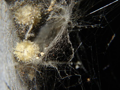 Latrodectus geometricus