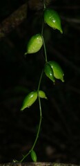 Helmontia leptantha