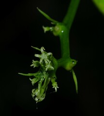Helmontia leptantha