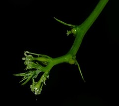Helmontia leptantha