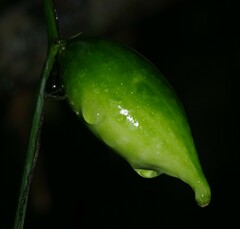 Helmontia leptantha