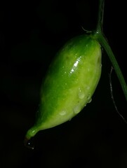 Helmontia leptantha