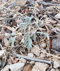Astragalus mollissimus