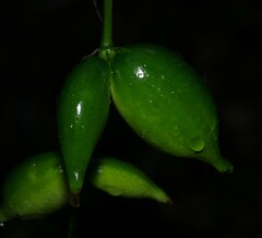 Helmontia leptantha