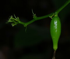 Helmontia leptantha