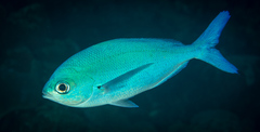 Caesio lunaris