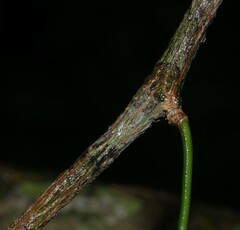 Helmontia leptantha