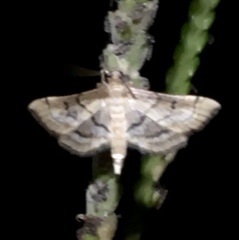 Marasmia cochrusalis