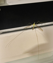 Leptotarsus albistigma