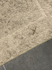 Leptotarsus albistigma