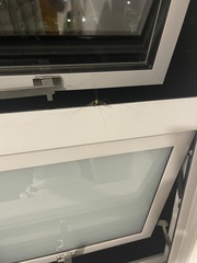 Leptotarsus albistigma