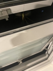 Leptotarsus albistigma