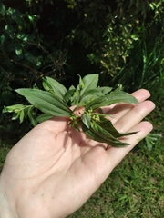 Baccharis punctulata