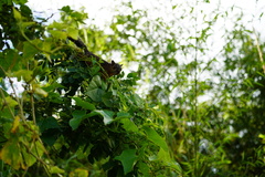 Sciurus variegatoides