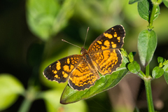 Anthanassa frisia