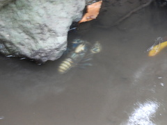 Euastacus sulcatus