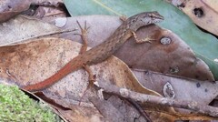 Saproscincus spectabilis