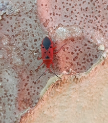 Probergrothius nigricornis