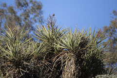 Yucca schidigera