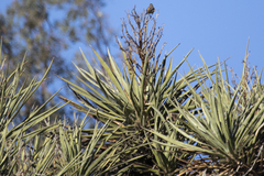 Yucca schidigera